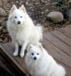 American Eskimo dogs 2