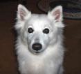 American Eskimo dog eskie