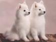 American Eskimo dogs