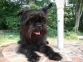 Affenpinscher