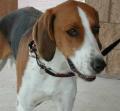 American Foxhound cute