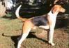 American Foxhound