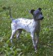 American Hairless Terrier - AHT