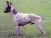 AHT  American Hairless Terrier