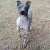 American Hairless Terriers - AHT