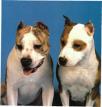 The American Staffordshire Terrier
