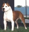 The American Staffordshire Terrier on guard