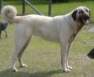 Anatolian Shepherd Guard