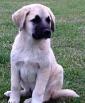 Anatolian Shepherd Puppy