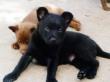 Australian Kelpie puppies