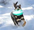 Australian Kelpie running
