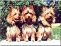 Australian Terrier Puppies