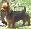 Australian Terrier