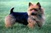 Australian Terrier