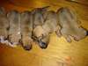 Blackmouth Cur Puppies