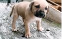 Blackmouth Cur Puppy
